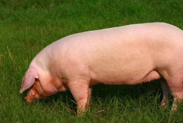 一头猪如果不被屠宰,它正常的寿命能有多长?说出来你可别不信