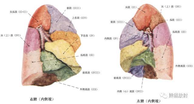 肺叶肺段分布简图