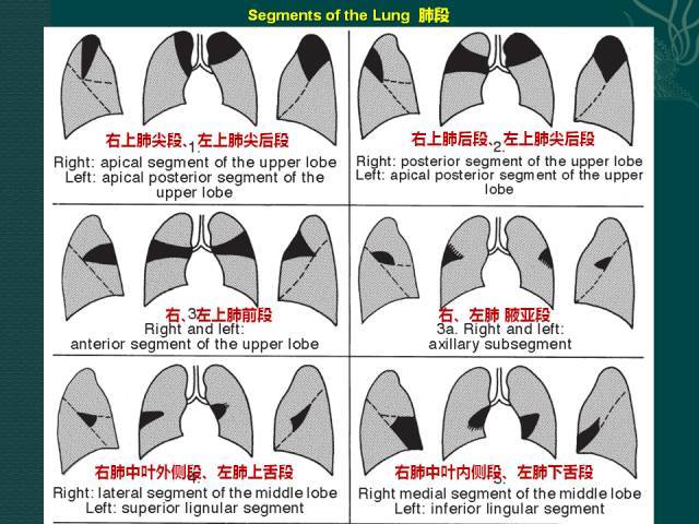 肺叶肺段分布简图