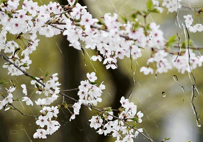 听,花瓣飘落的忧伤