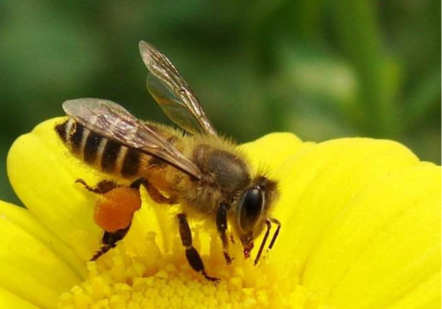 号称"气象雷达"的蜜蜂,为啥总爱死在气候上?勤劳只不过是假象