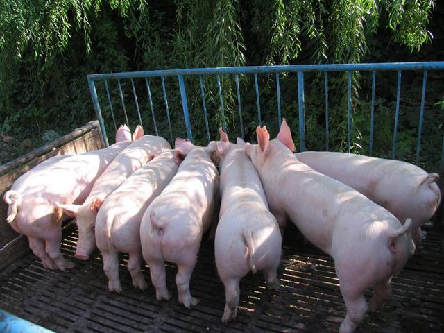 二元母猪同样是稀缺品种,为了满足母猪需求很多猪场都是从先前二元猪