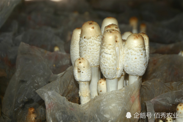 曾是北方野生蘑菇,今人工种植潜力大,因形似鸡腿而出名