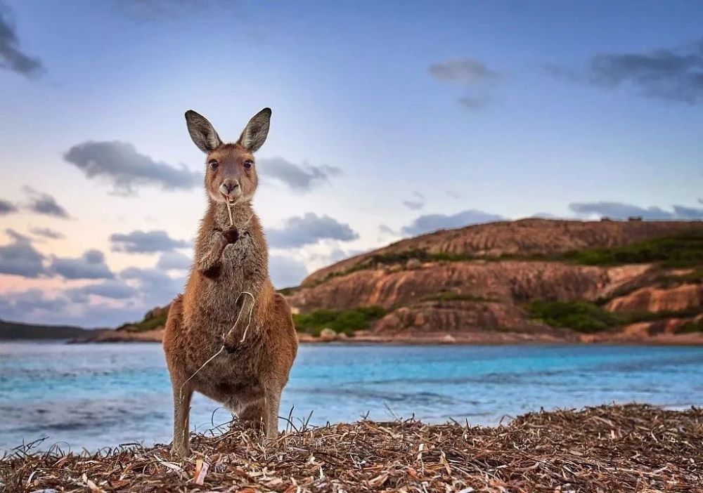 稀有物种王国,澳大利亚,动物都是傻白甜