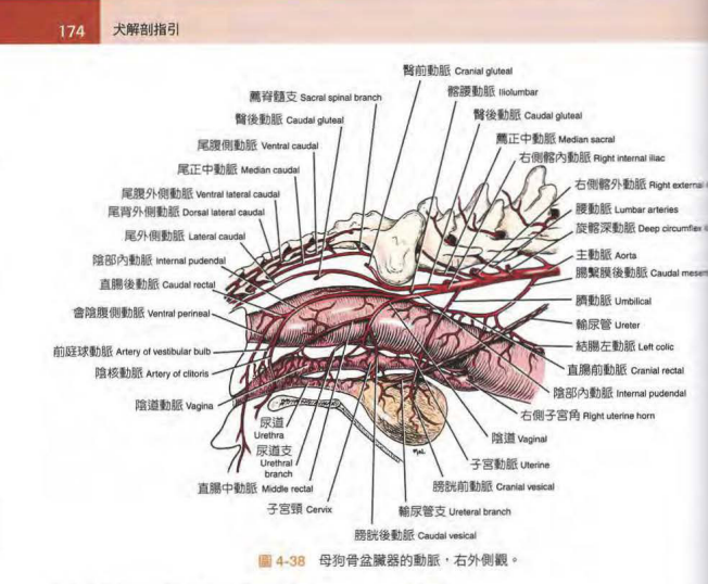 一例猫水肾输尿管异位的病例分析