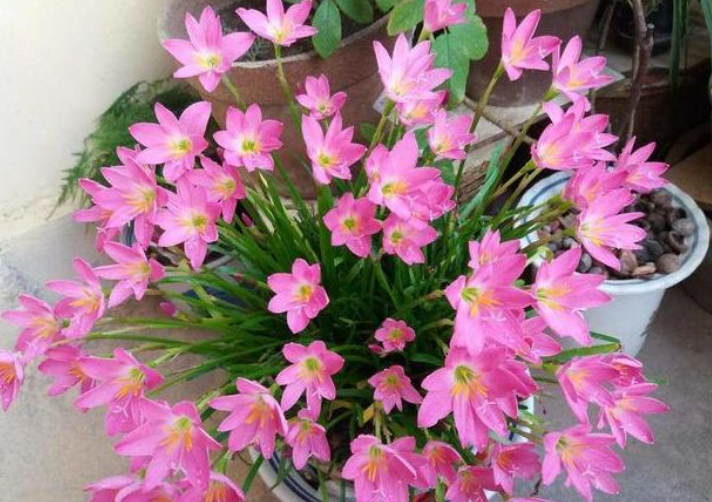 1种"小兰花",耐热耐寒又耐旱,开花多花朵美,一盆开花100朵!