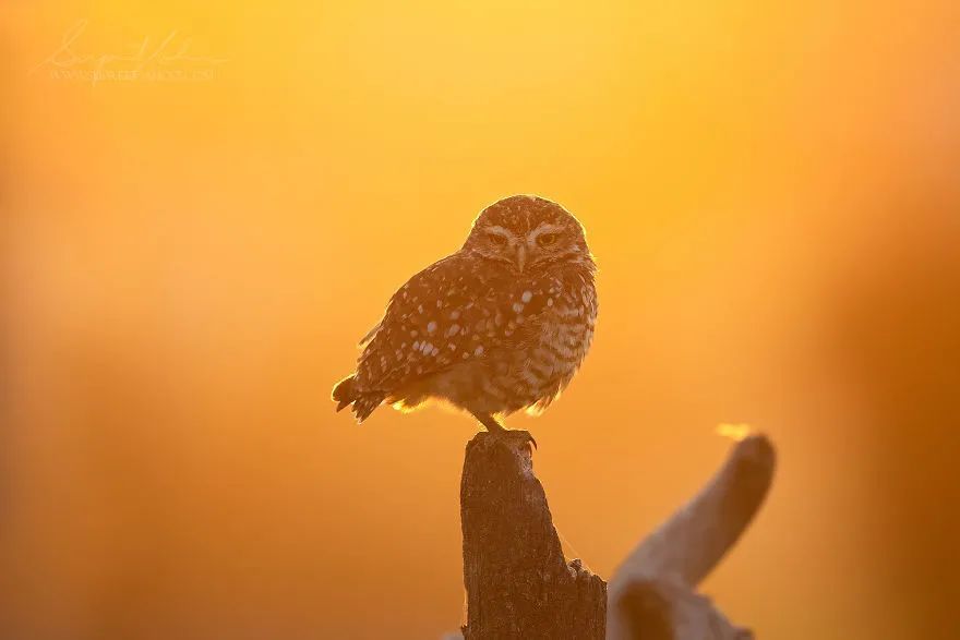 burrowing owl