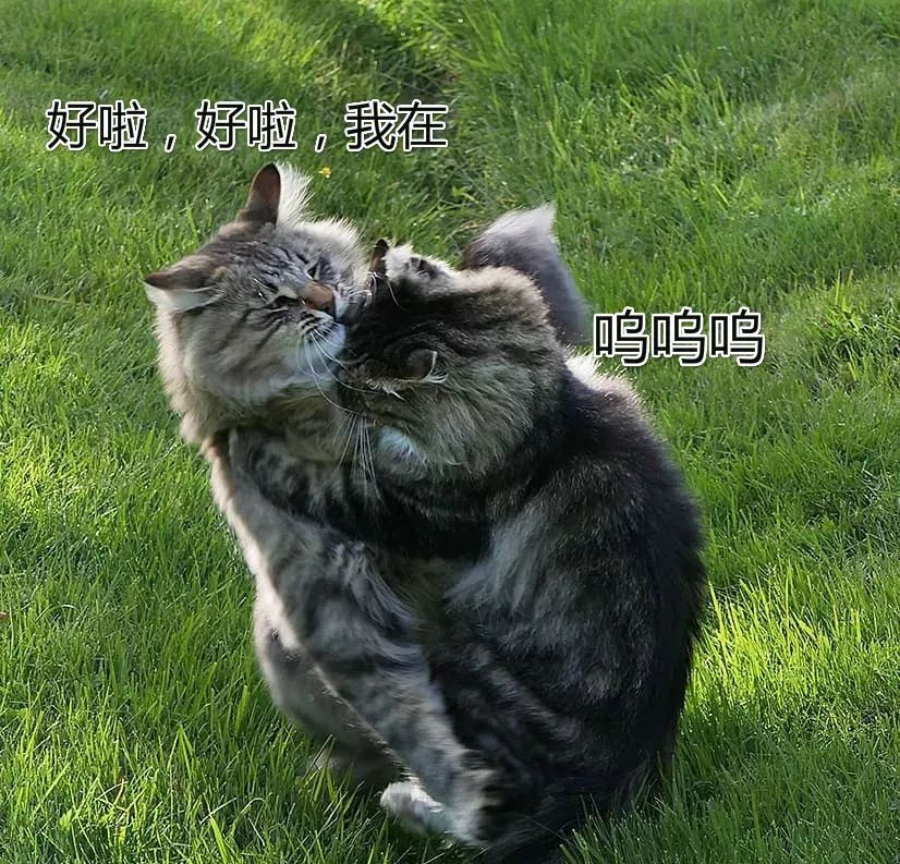 周杰伦:喵?