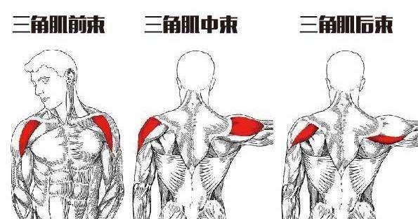 三角肌怎么拉伸?3个拉伸动作,提高训练效果!