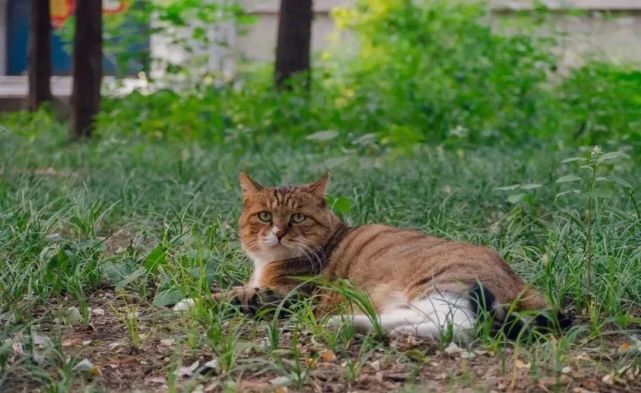 北大流浪猫图鉴爆火全网猫咪三角恋初浮水面