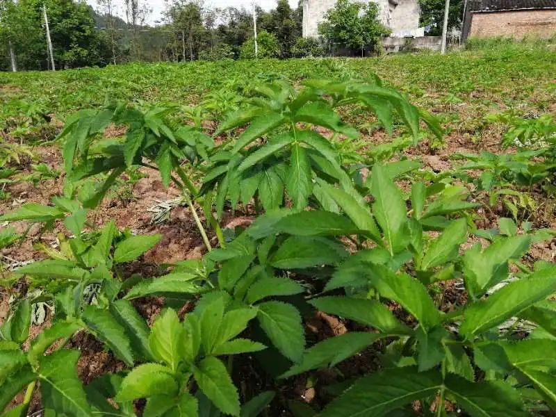 来看射洪市鲤鱼村第一书记母先维助农脱贫故事
