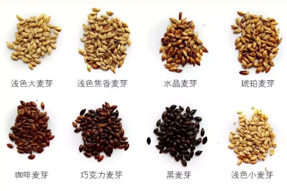 特种麦芽:创造精酿啤酒多元化风味的"魔法师"
