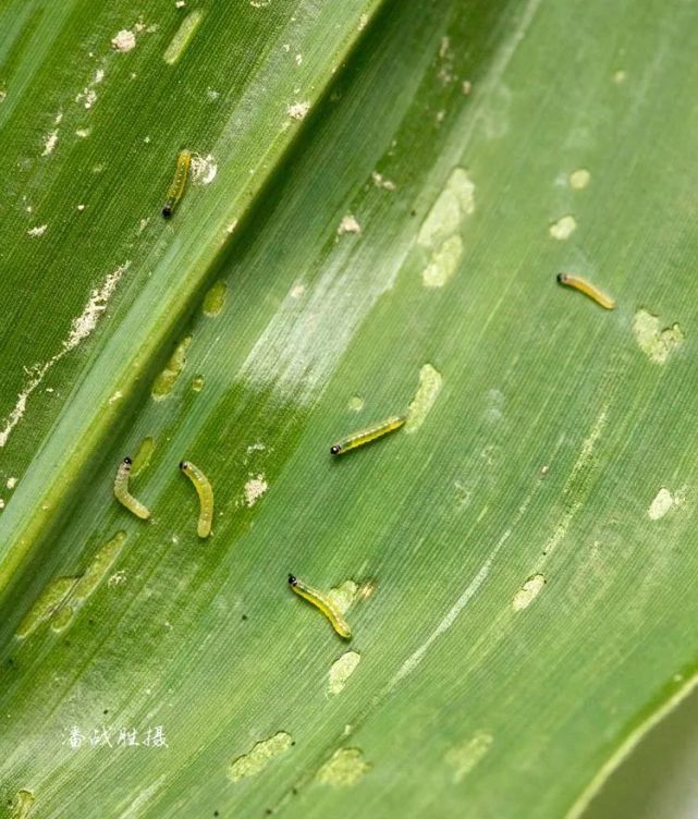 spodoptera frugiperda 别称:草地贪夜蛾,伪黏虫,秋行军虫,秋粘虫