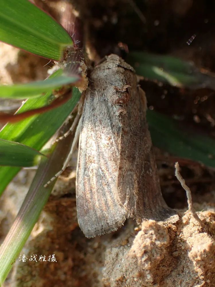spodoptera frugiperda 别称:草地贪夜蛾,伪黏虫,秋行军虫,秋粘虫