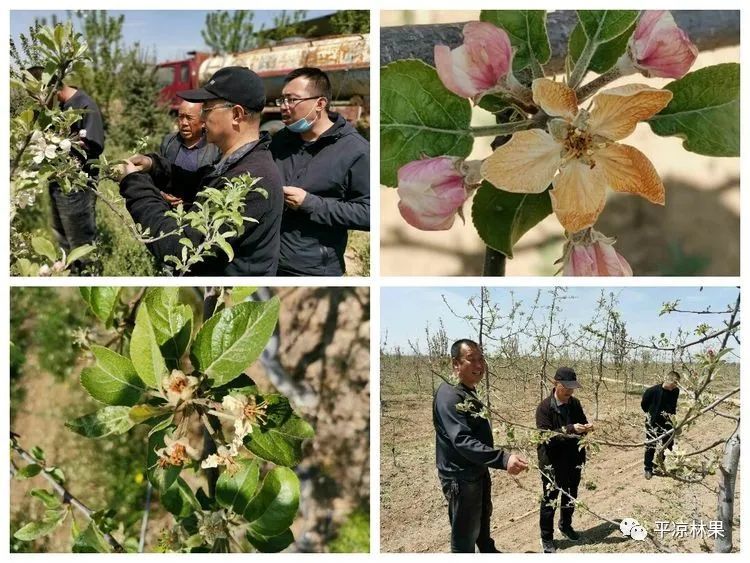 近期,我市低温霜冻天气频发,而此时正值苹果花序分离-铃铛花-初花期