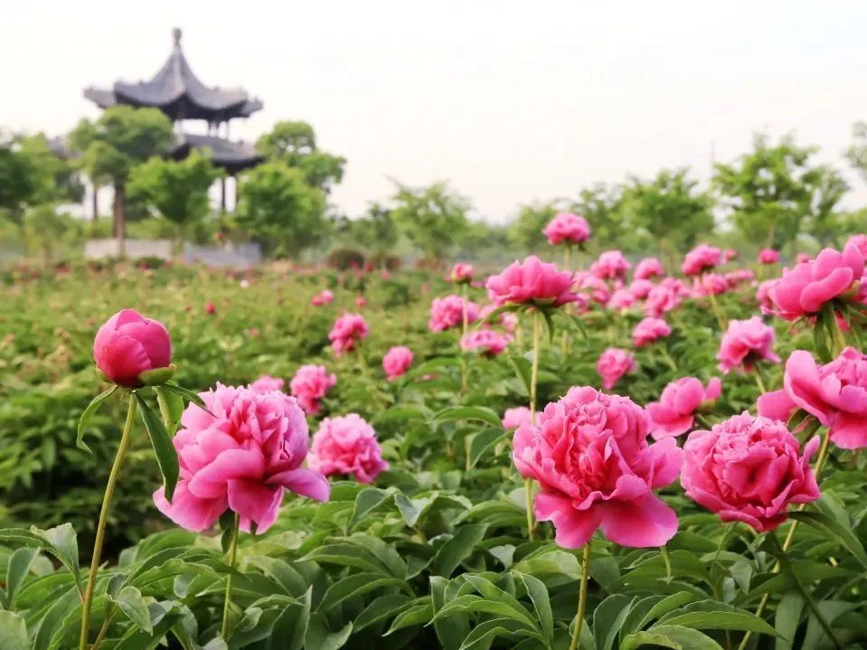 芍药园今天开园啦!