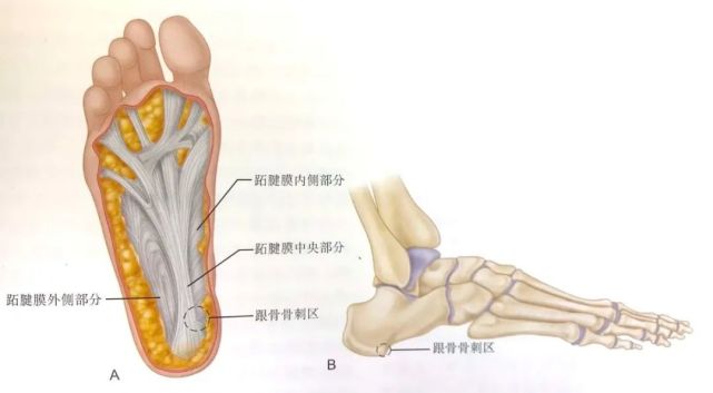 其中央部起自跟骨结节内侧突远端,远端与屈肌腱鞘混合.