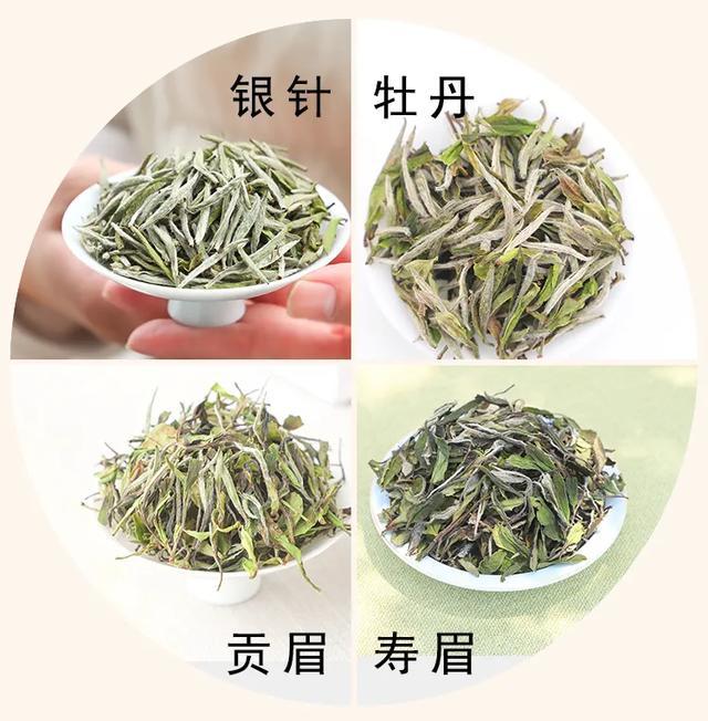 3分钟带您读懂白茶贡眉的前身后世.吾雨茶课堂