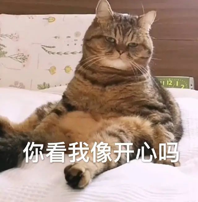 猫咪表情包合集