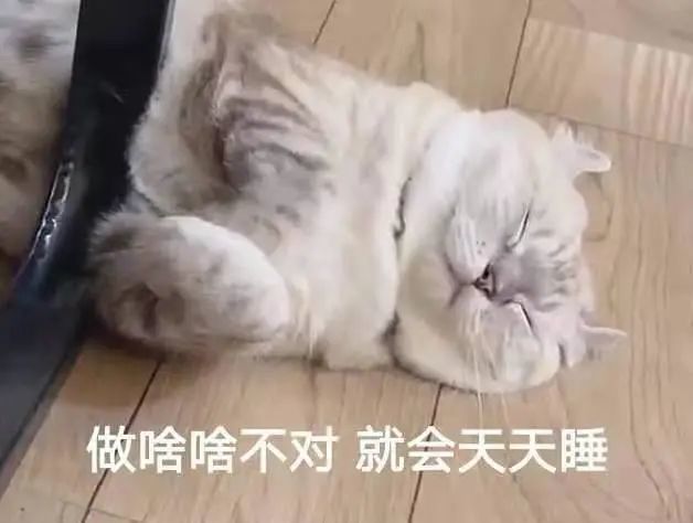 猫咪表情包合集