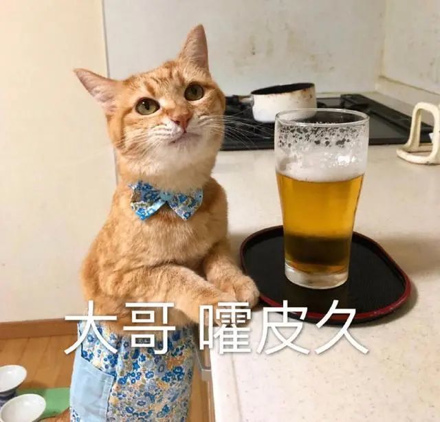 猫咪表情包合集