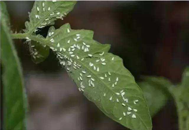 温室辣椒白粉虱反复发生?找准原因,灵活用药,才能彻底解决