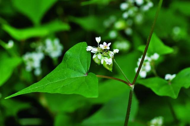 金荞麦 fagopyrum dibotrys 图片来源:中国野生植物保护协会公众号