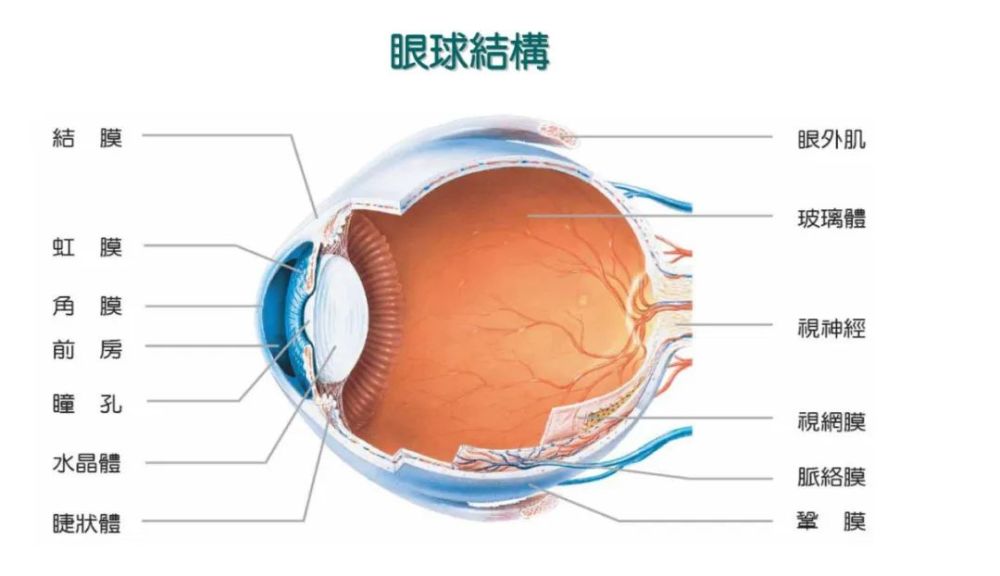 眼睛的整体结构,您了解多少