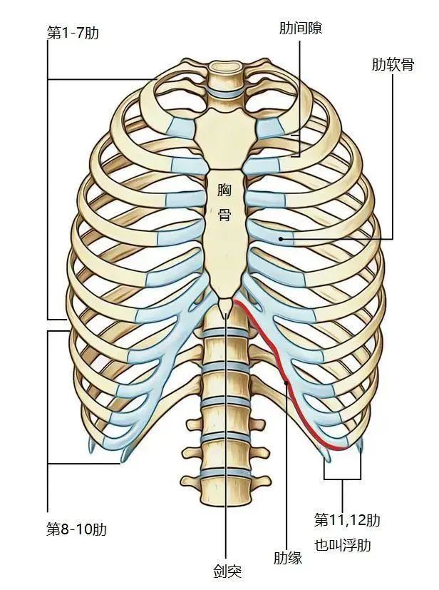 人体肋骨12对,左右对称,后端与胸椎相关节,前端仅第1-7肋借软骨与胸骨