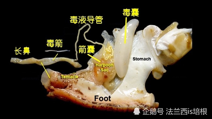 鸡心螺,不仅有起效最快的毒液,还有比吗啡更强效的止痛剂