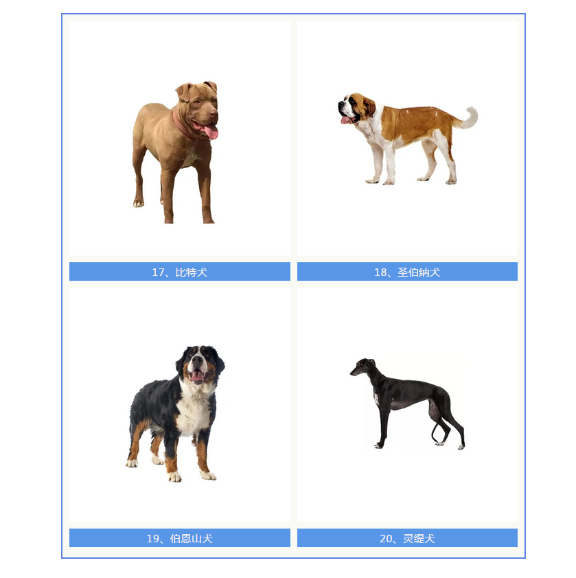 牛头梗,苏俄牧羊犬,比特犬……这48种烈性犬7月1日起在泰安禁养