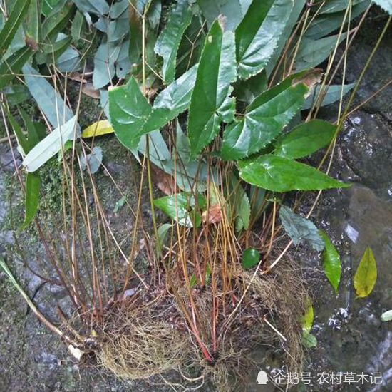 此为珍贵的"淫羊藿",若除草,请辨认好,目前72元一斤