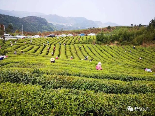 都匀:茶园飘茶香 茶农采茶忙