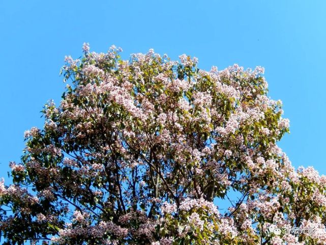 阳春四月,正值楸树开花时节.