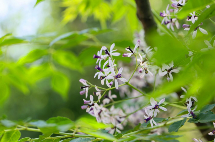 千秋岁-楝花飘砌 楝花飘砌.蔌蔌清香细 梅雨过,苹风起.