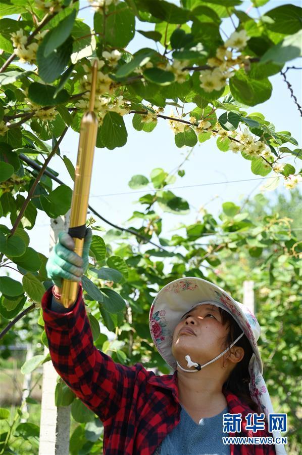 固始县草庙集乡村民在猕猴桃园内除草(4月26日摄.