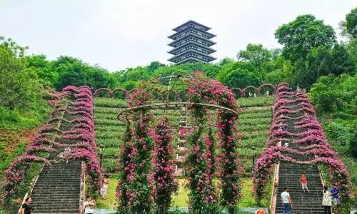 佛山橘海由神韵非凡的半月山大佛和浩瀚无垠的万亩橘海组成.