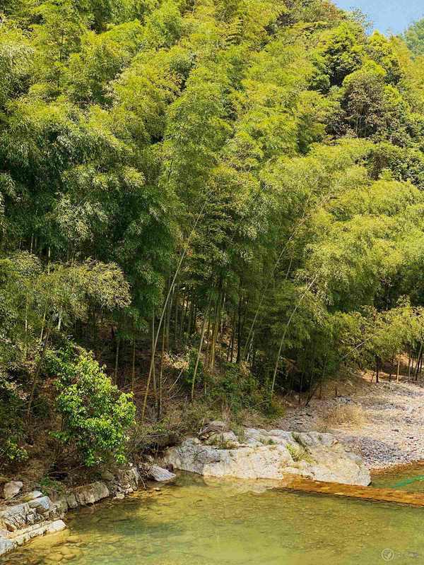 沿着山坡满片的竹林 让人想到《卧虎藏龙》