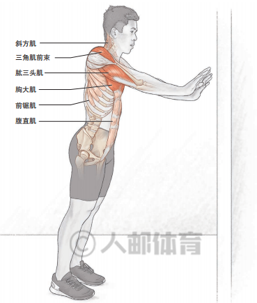 动态俯卧撑肌肉详解动作教程增强上肢爆发力