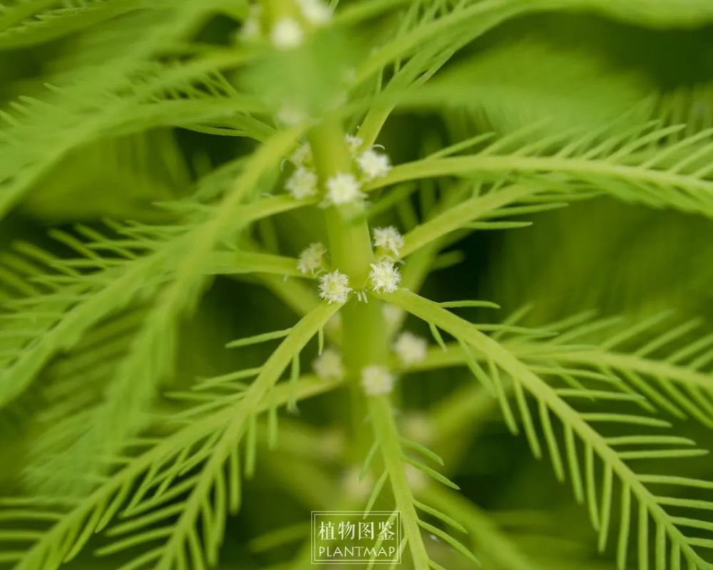 粉绿狐尾藻和香菇草,水边的小森林