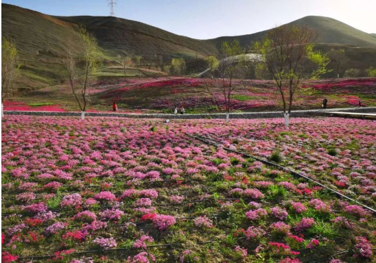 "芝樱",可不是樱花哦!