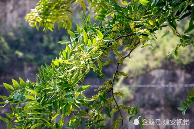 河南安阳:赵河村一棵千年古树,传说是杨家将大破天门阵的降龙木