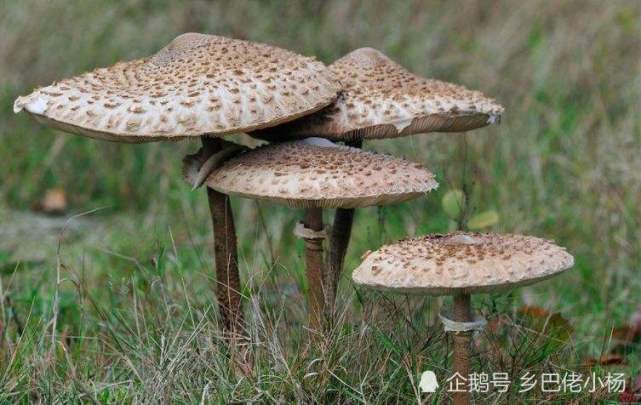 野生蘑菇是一种高等真菌,它的种类很多,营养丰富,味道鲜美,是人们日常