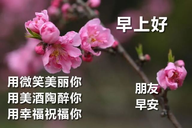 2020最新版早上好问候动态表情图片鲜花带字,早安暖心问候短信大全