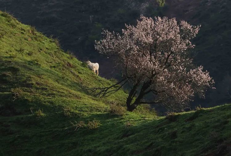 榆树市里人口_榆树盆景(2)