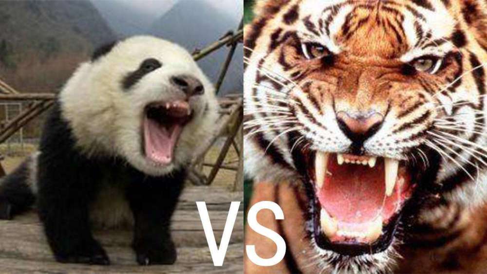 猫科,熊科,犬科,三科动物谁更厉害?