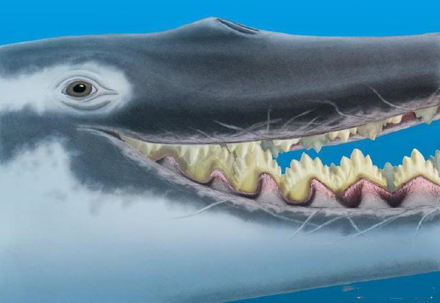 一直以来,科学家就对须鲸的起源感到困惑不解,因为须鲸的嘴里没有牙齿