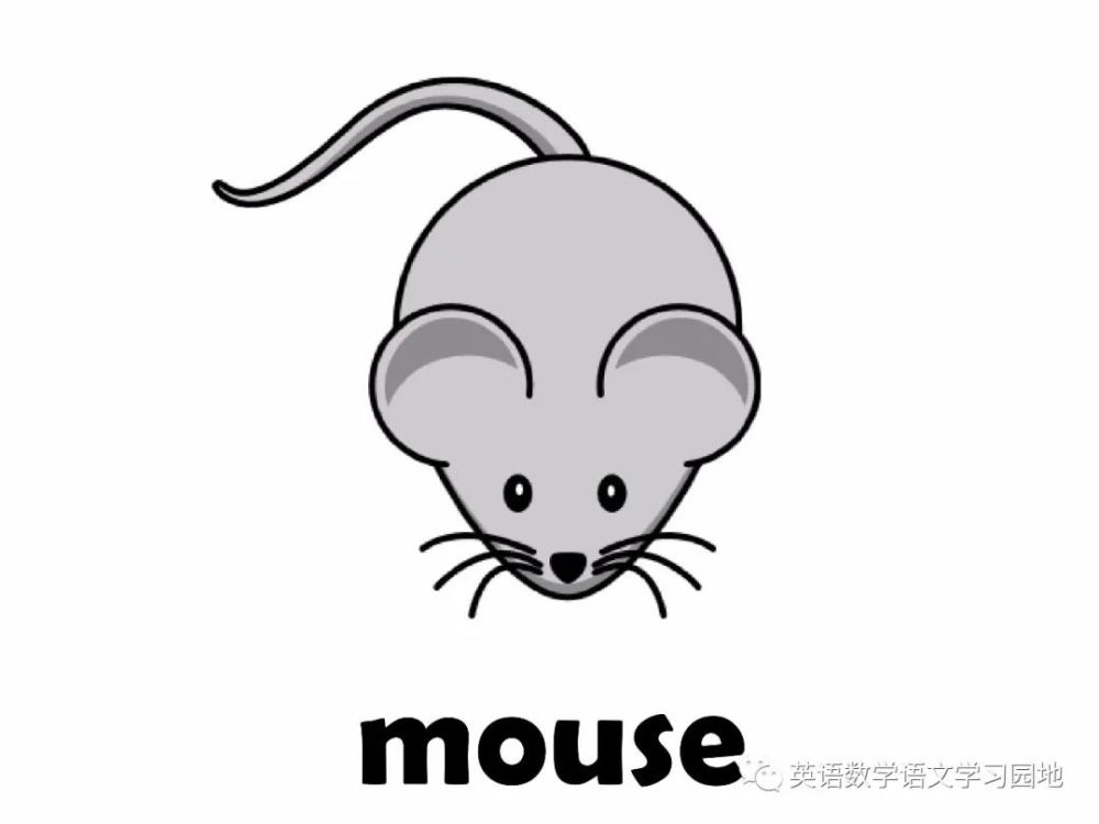 animal flashcards 27个动物英语学习卡片