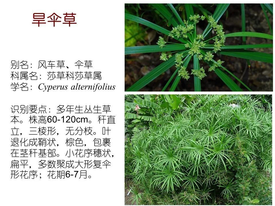 80种常见水生植物识别合集