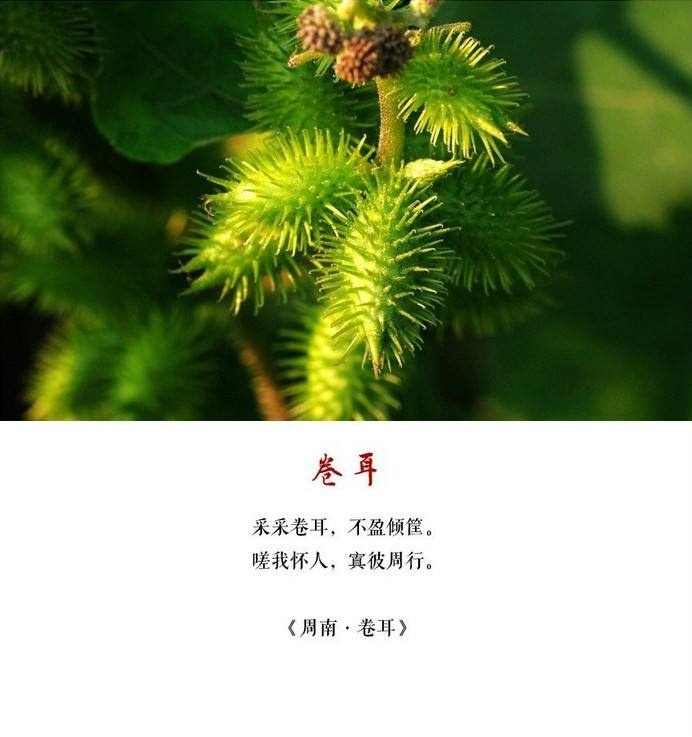 卷耳又名苍耳,来看看《诗经》里《卷耳》的小故事吧!